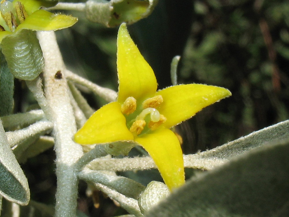 Image of Elaeagnus angustifolia specimen.