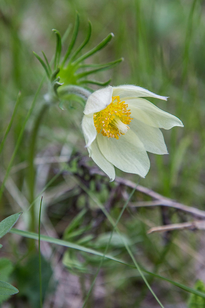 Image of Pulsatilla patens specimen.