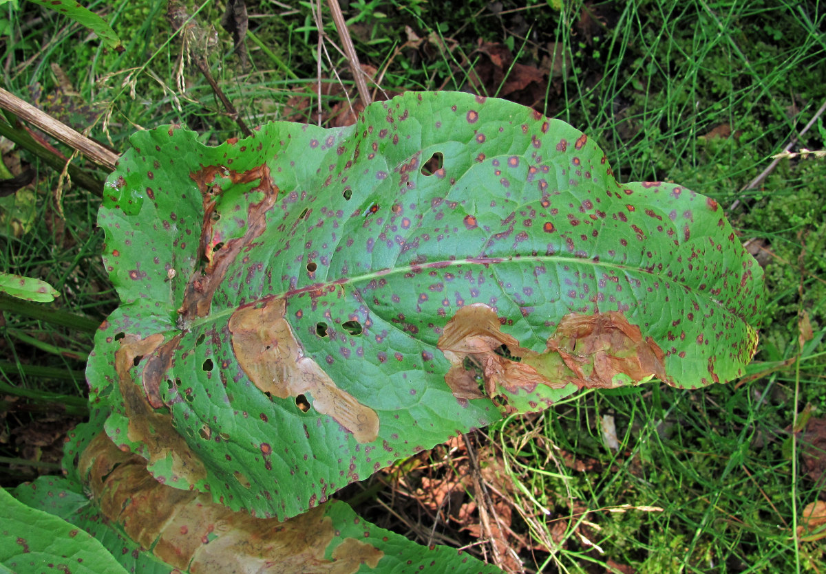 Image of Rumex aquaticus specimen.