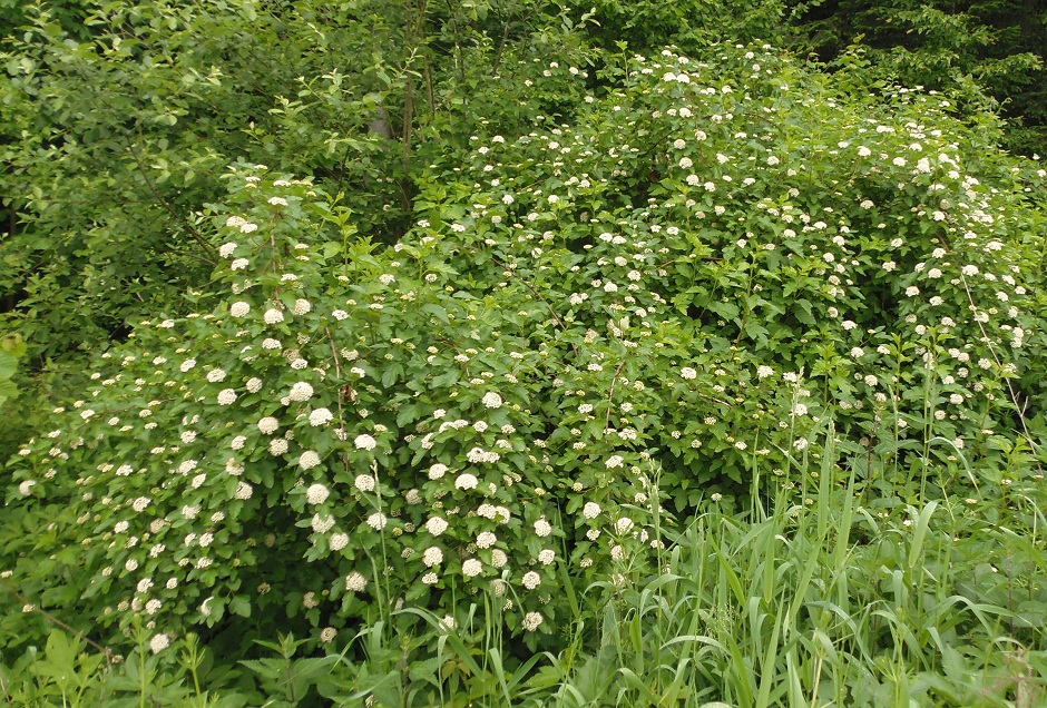 Image of Physocarpus opulifolius specimen.