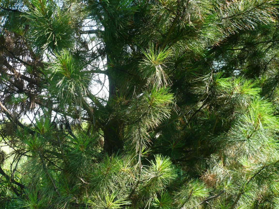 Изображение особи Pinus sibirica.