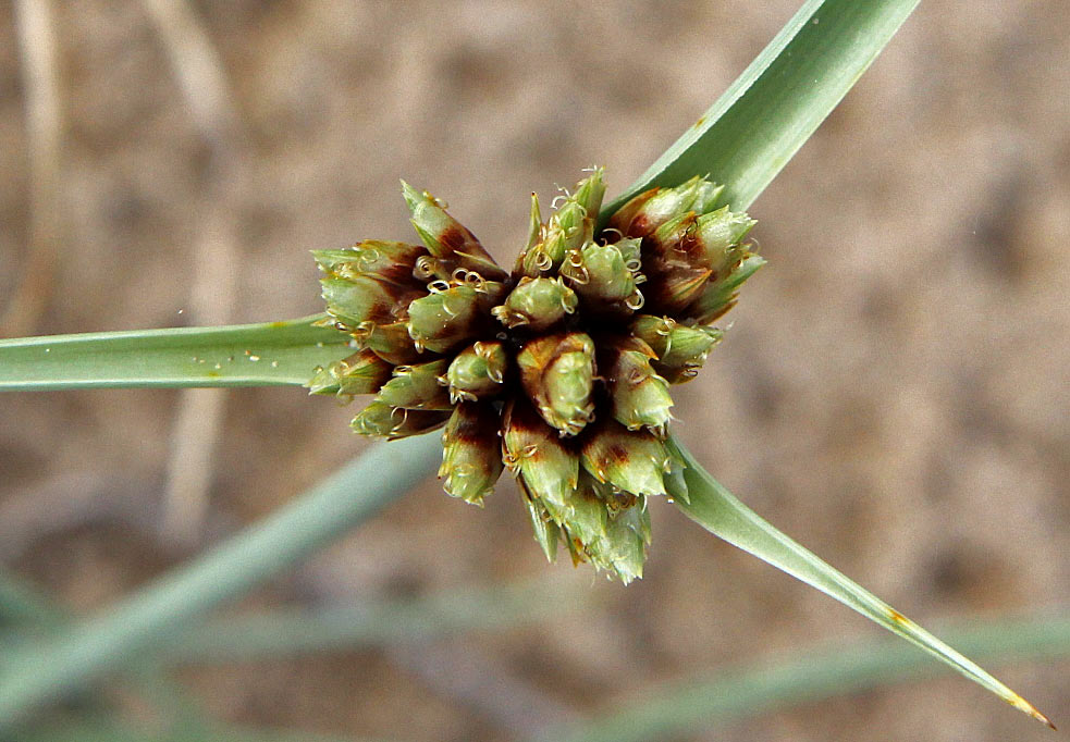 Изображение особи Cyperus capitatus.