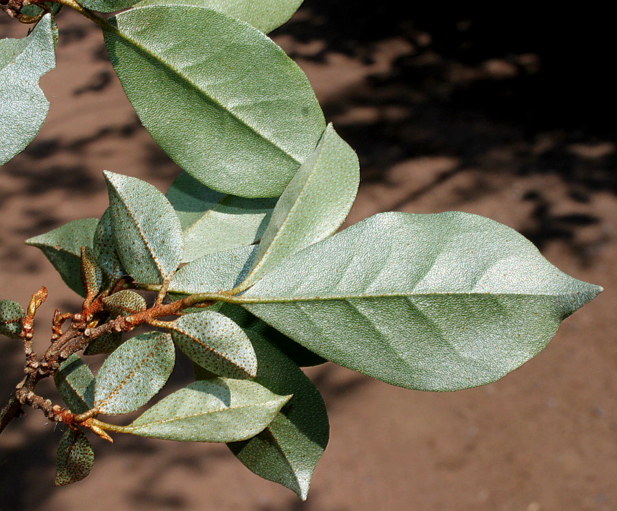 Изображение особи Elaeagnus multiflora.