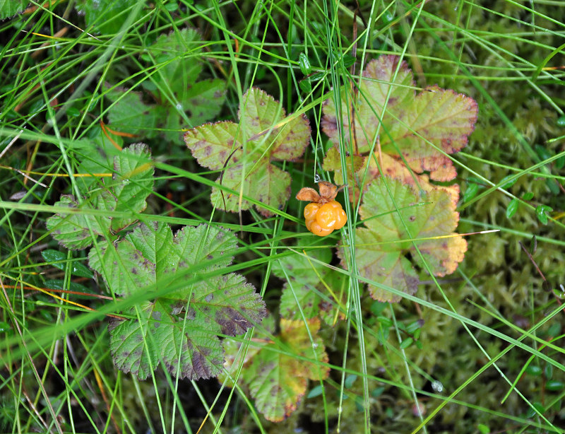 Изображение особи Rubus chamaemorus.