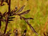Centaurea scabiosa. Лист в антоциановой окраске. Нижегородская область, левый берег р. Сура, поляна возле оз. Холодное. 05.09.2014.