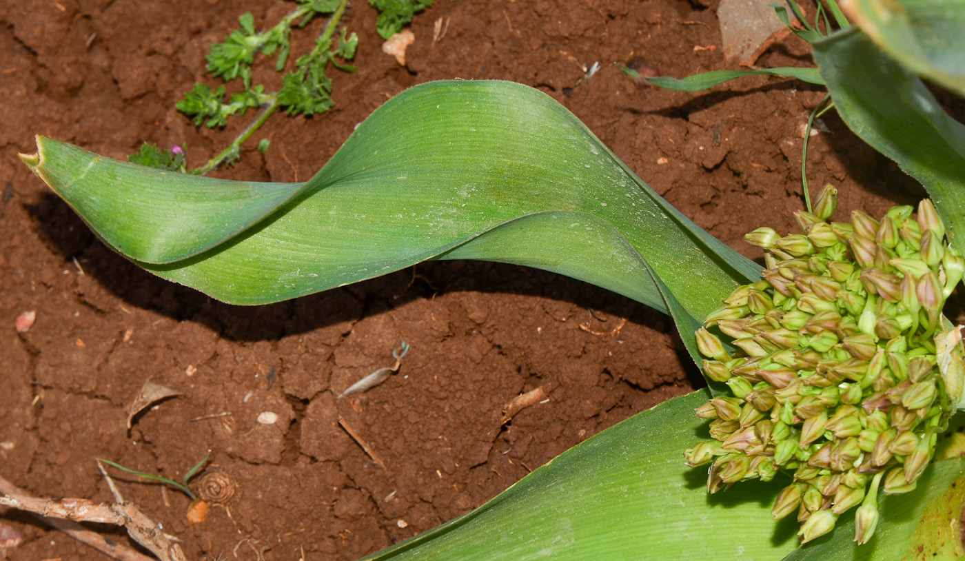 Image of Allium schubertii specimen.