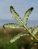 Potentilla anserina. Верхушка листа (вид снизу), поражённого мучнисторосяным грибом (вероятно, Sphaerotheca aphanis). Окр. Архангельска, свалка древесных отходов. 26.09.2014.