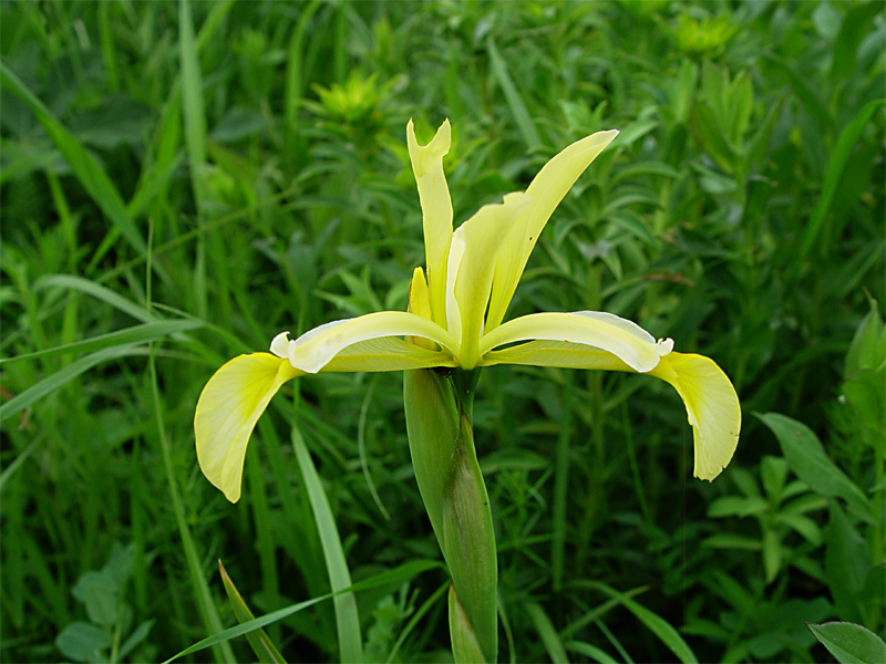 Изображение особи Iris halophila.