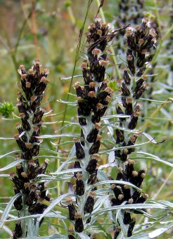 Image of Omalotheca norvegica specimen.