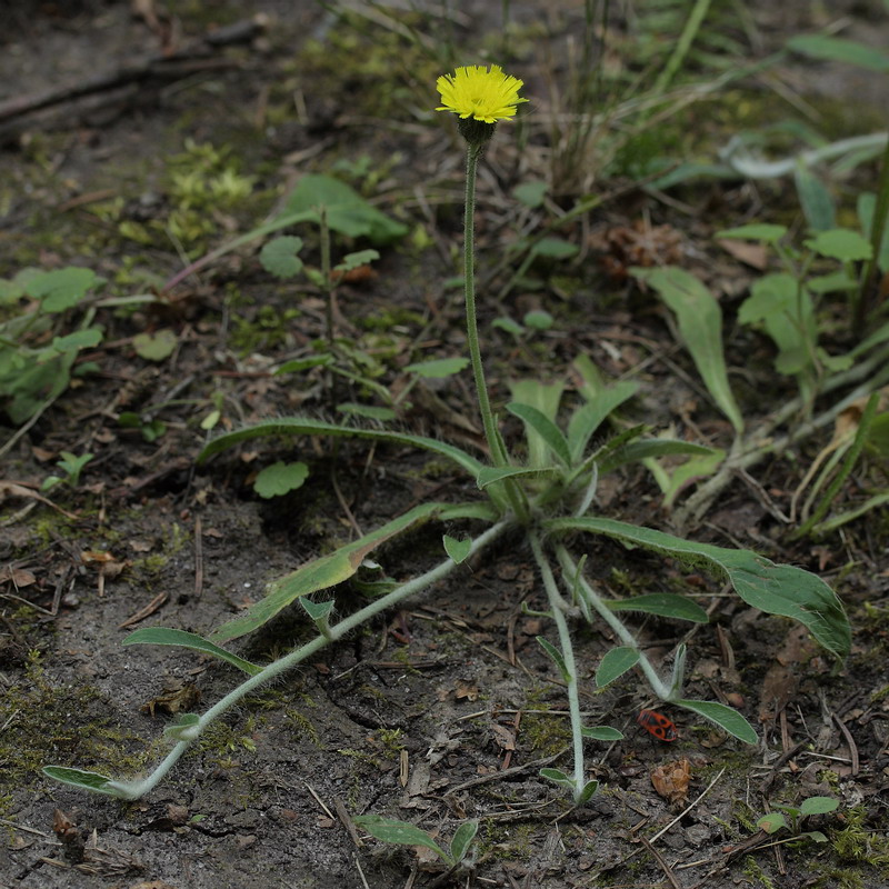 Изображение особи Pilosella officinarum.