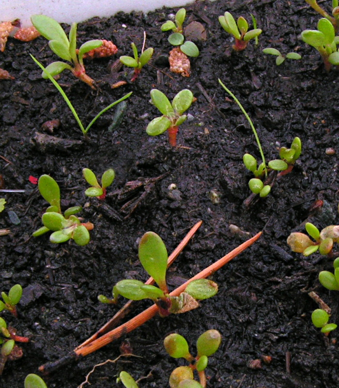 Image of Rhodiola quadrifida specimen.