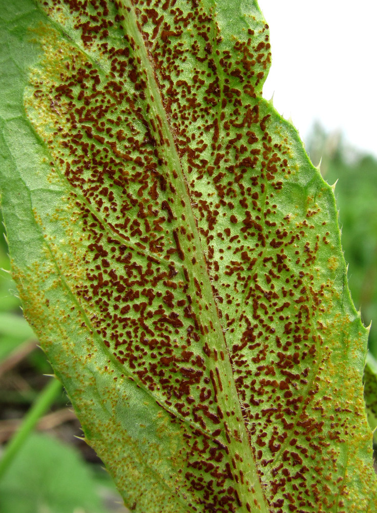 Image of Cirsium setosum specimen.