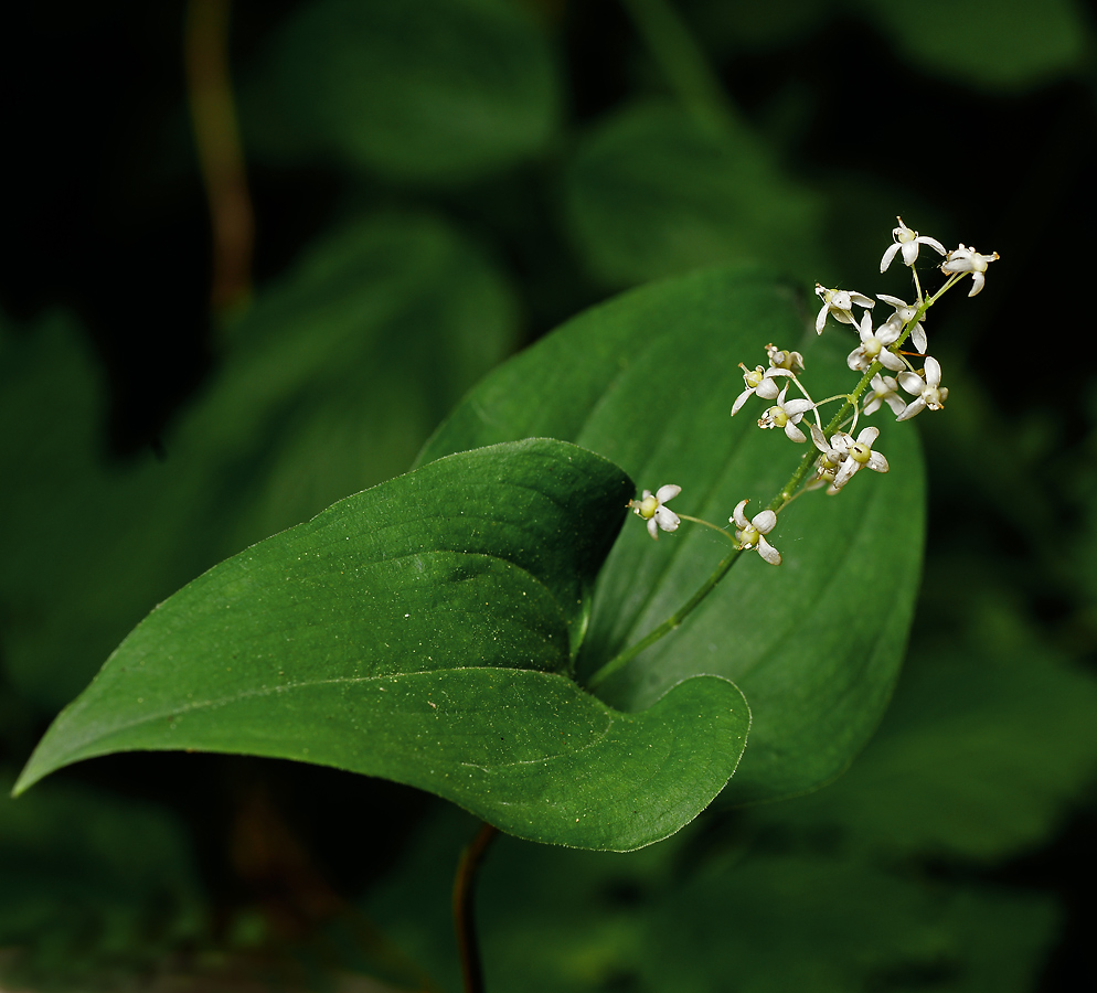 Изображение особи Maianthemum bifolium.