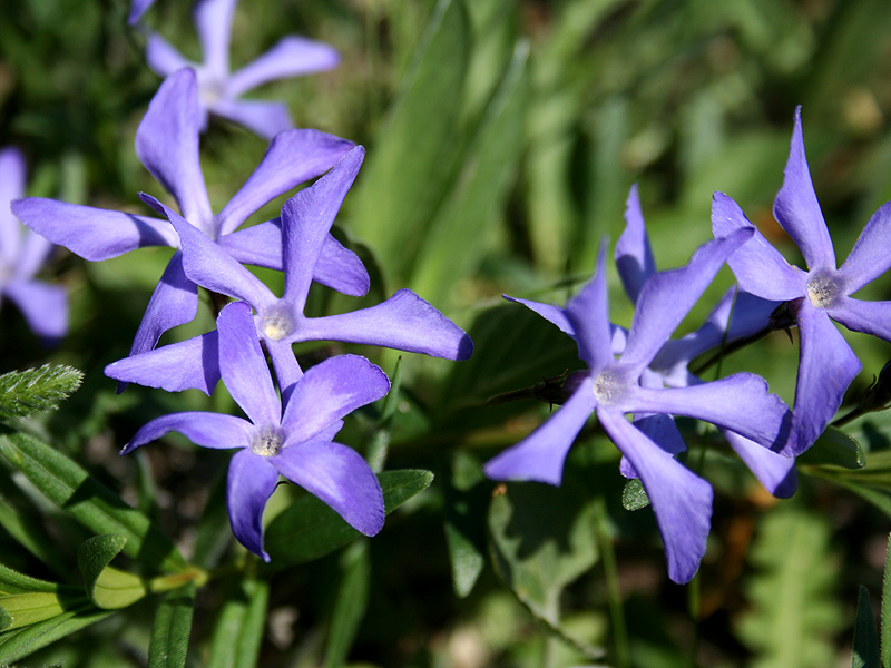 Image of Vinca herbacea specimen.