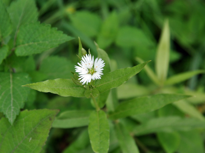 Изображение особи Fimbripetalum radians.