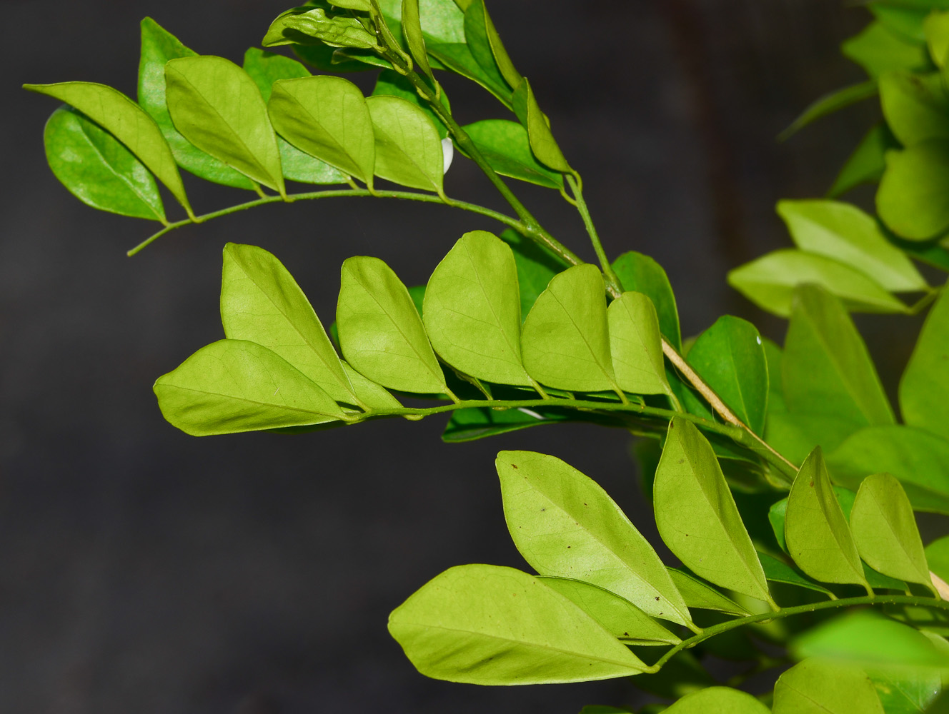 Image of Murraya paniculata specimen.