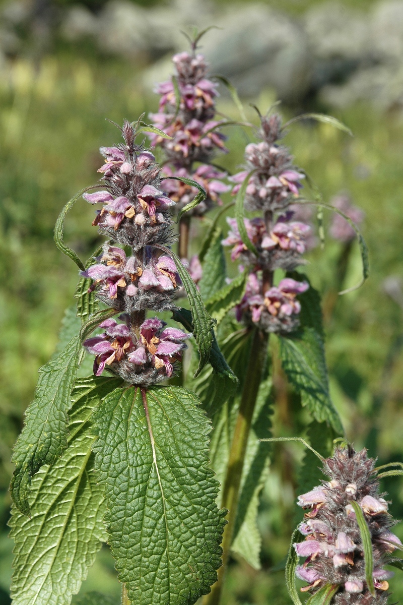 Image of Phlomoides alpina specimen.