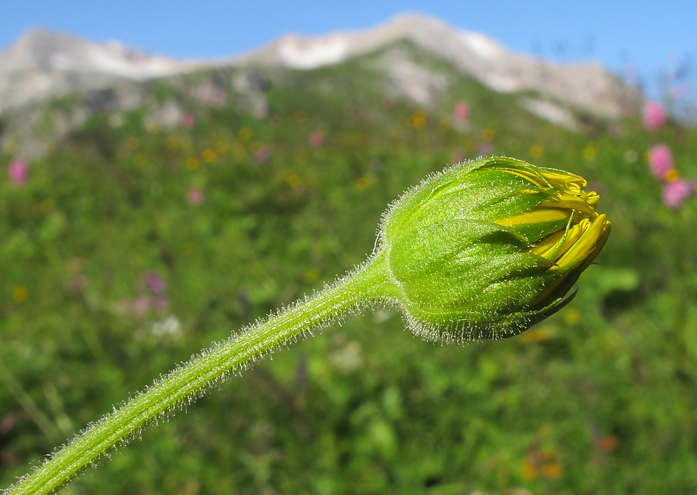 Image of Doronicum macrophyllum specimen.