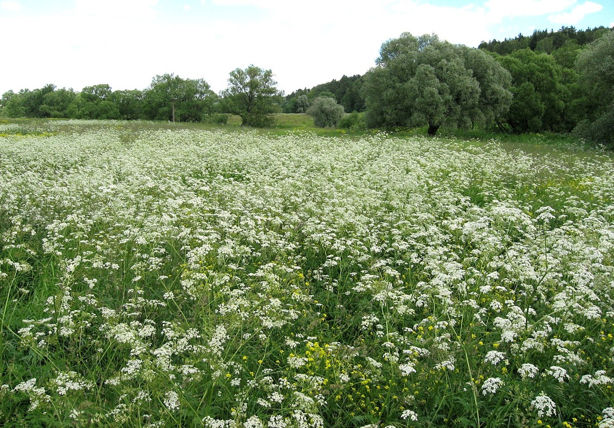 Изображение особи Anthriscus sylvestris.