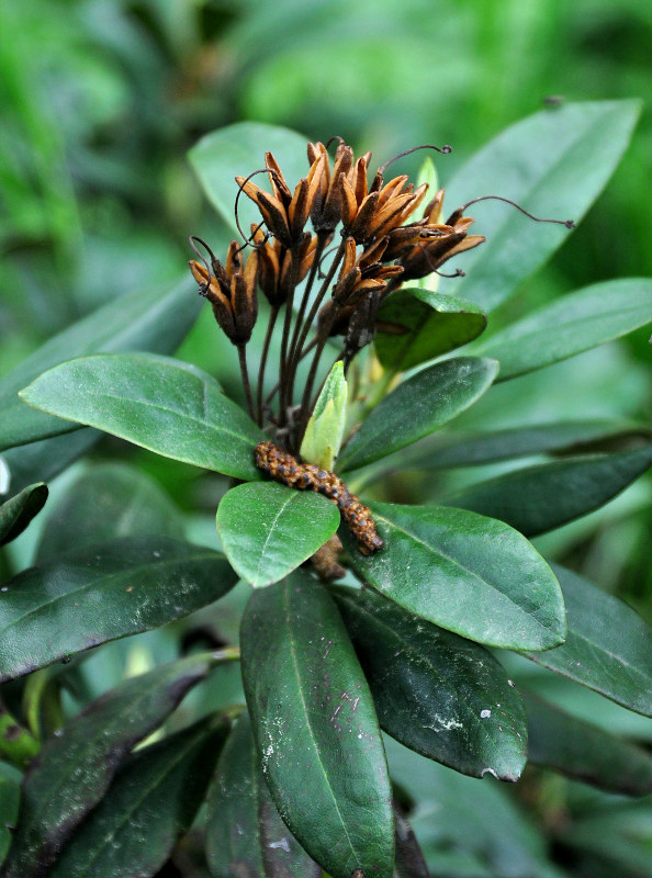 Изображение особи Rhododendron caucasicum.