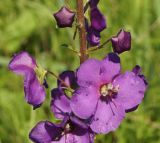 Verbascum phoeniceum. Цветки и бутоны. Восточный Казахстан, Уланский р-н, окр. с. Украинка, луг. 01.06.2015.