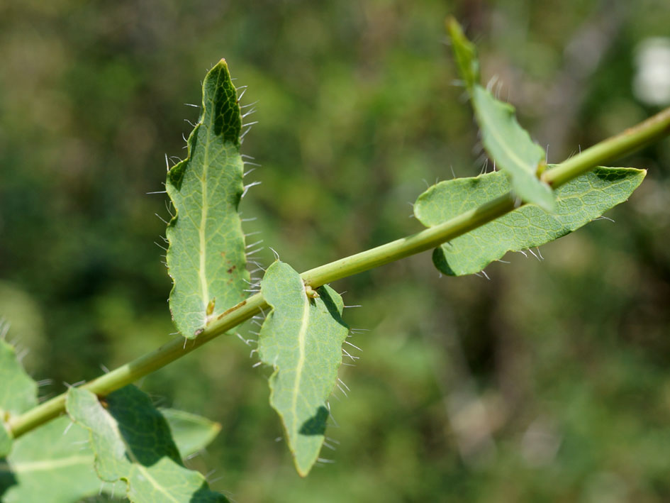 Image of Hieracium virosum specimen.