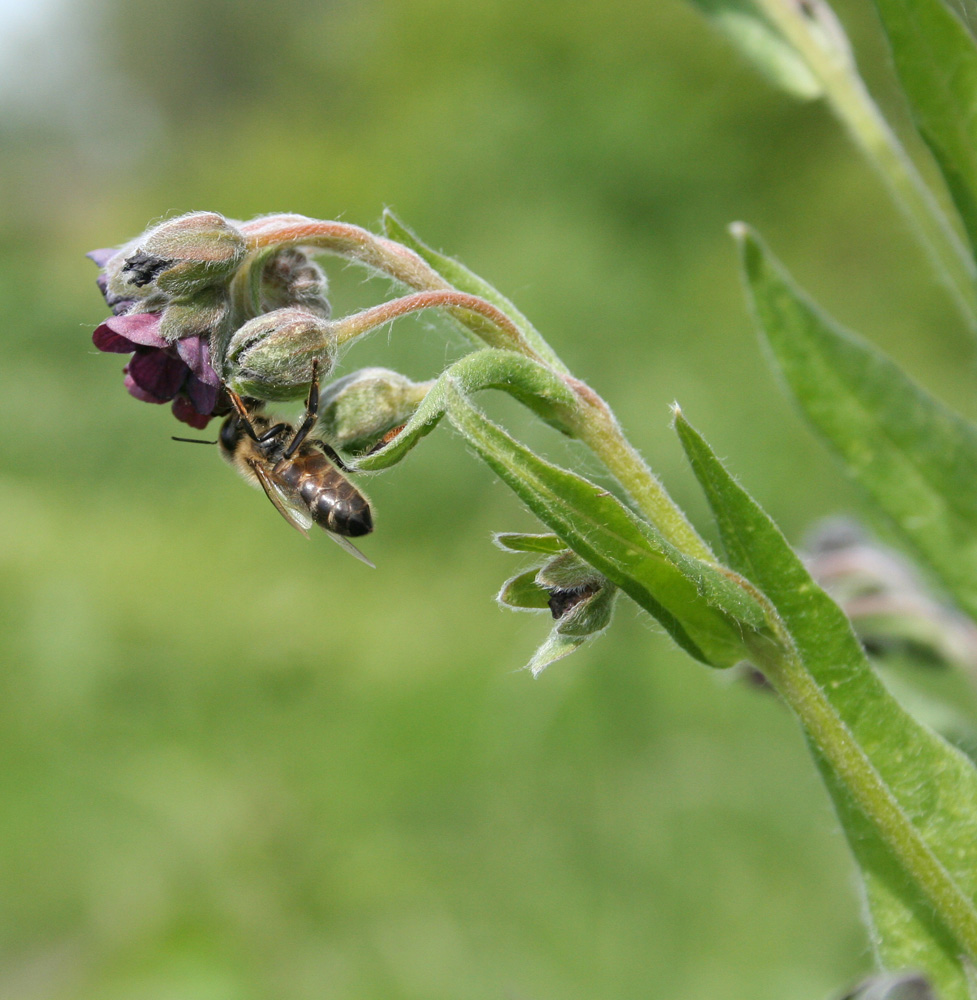 Изображение особи Cynoglossum officinale.