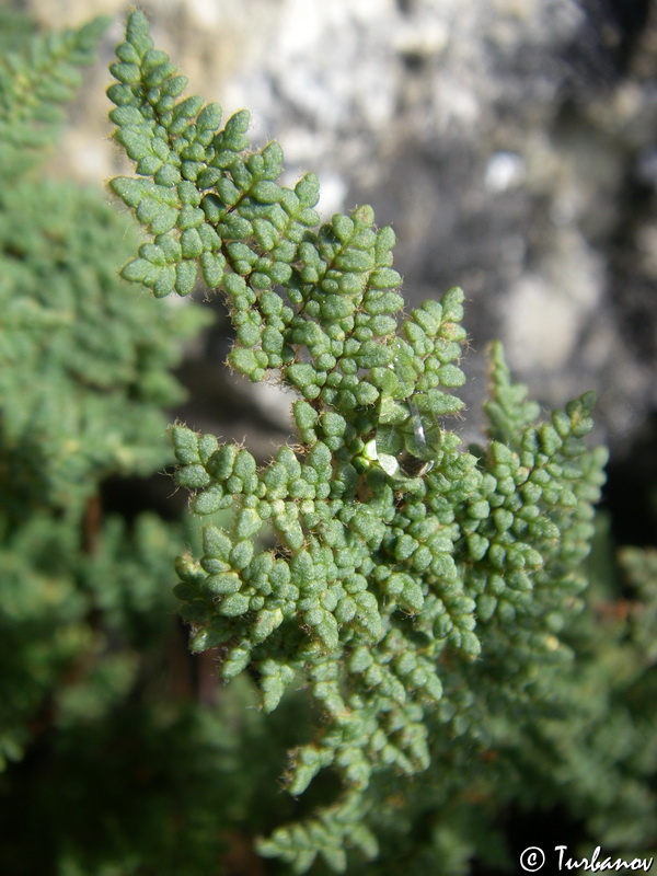 Image of Oeosporangium persicum specimen.