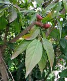 Euonymus europaeus