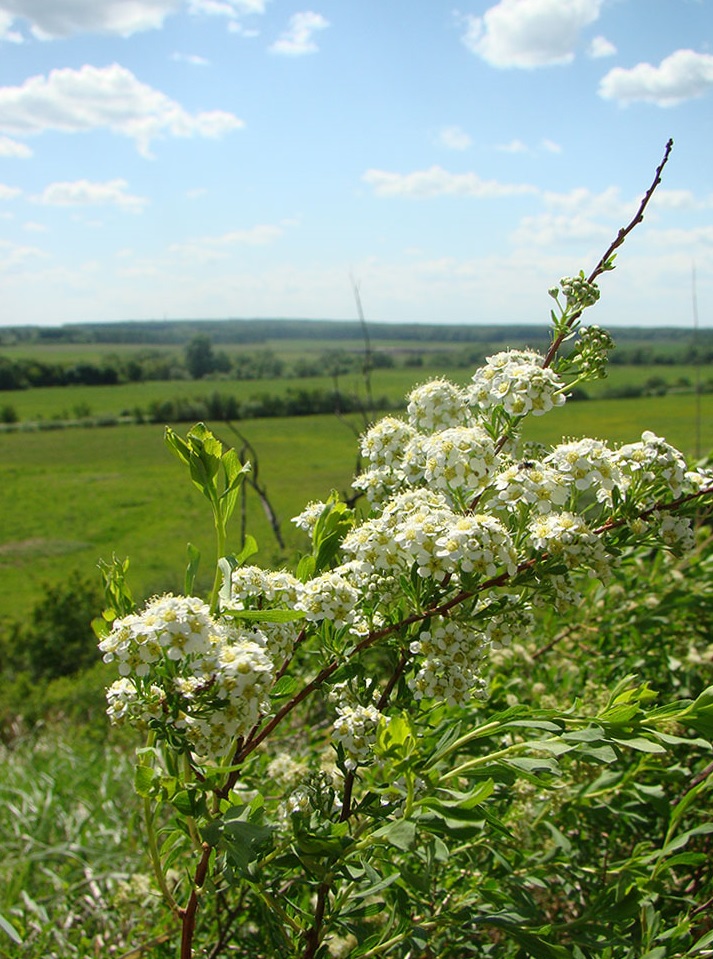 Изображение особи Spiraea crenata.