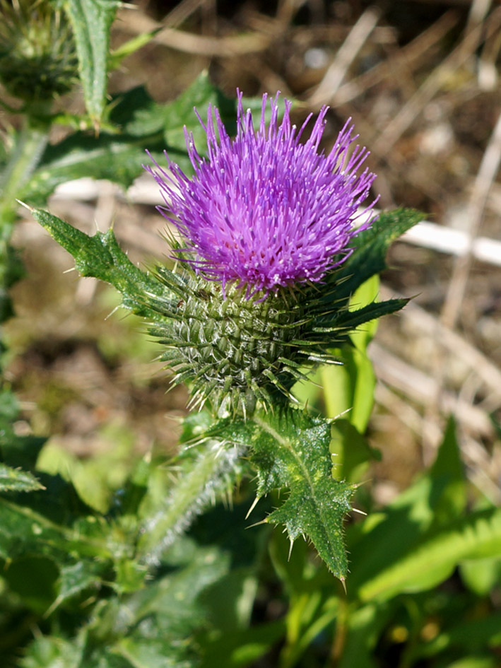 Image of Cirsium vulgare specimen.