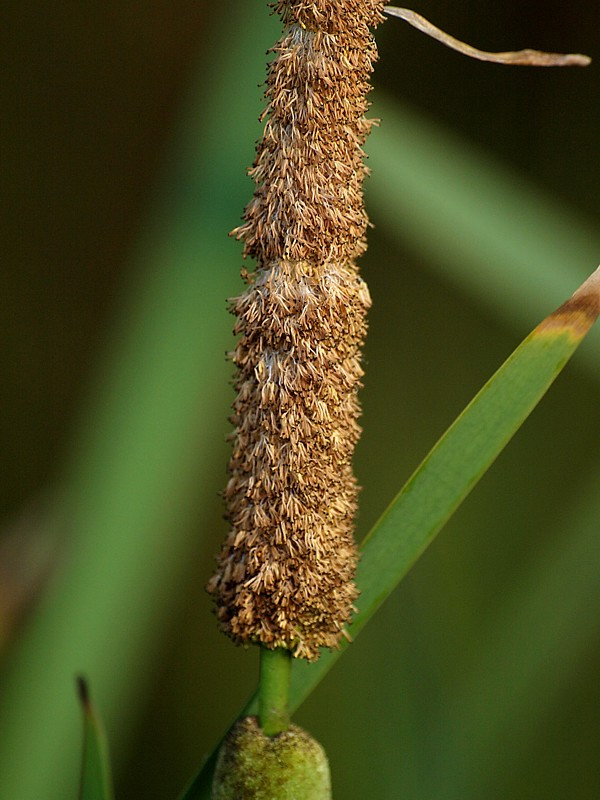 Изображение особи Typha intermedia.