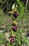 Ophrys mammosa. Соцветие. Крым, окр. с. Терновка, редколесье из дуба и можжевельника колючего. 2 мая 2016 г.