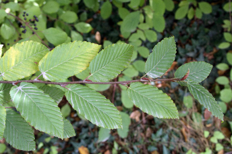 Изображение особи Carpinus betulus.