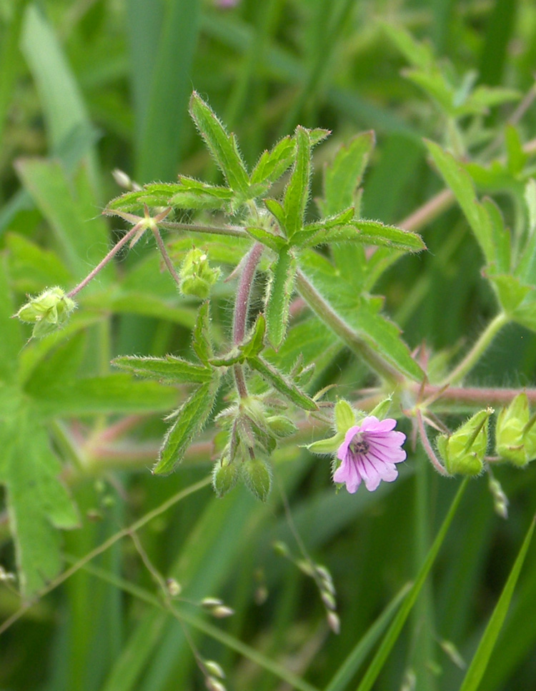 Image of Geranium divaricatum specimen.