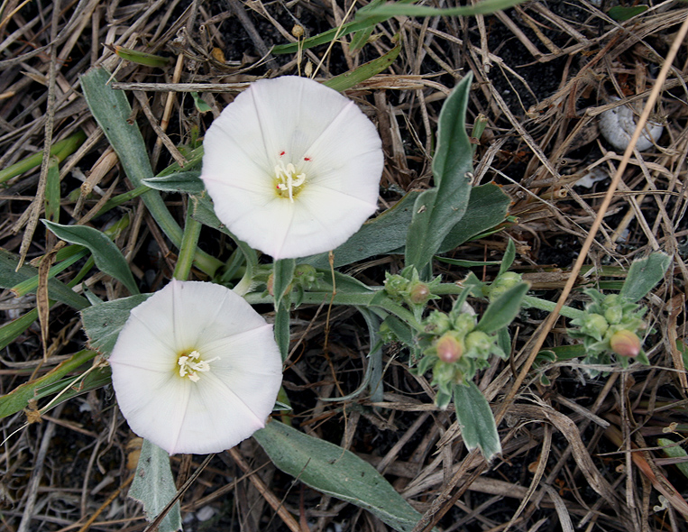 Image of Convolvulus lineatus specimen.