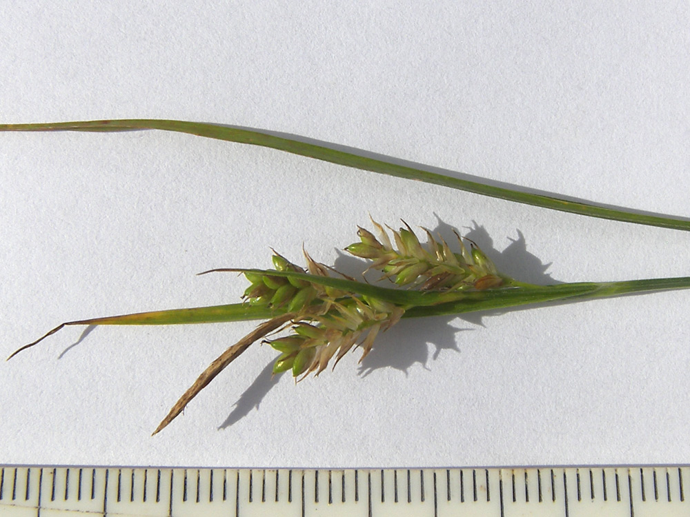 Image of Carex pallescens specimen.