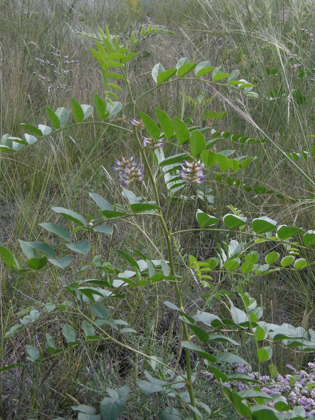 Изображение особи Glycyrrhiza krasnoborovii.