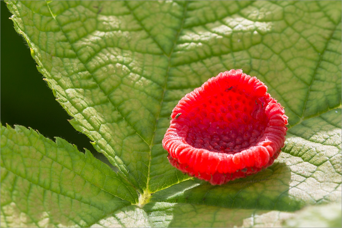 Image of Rubus parviflorus specimen.