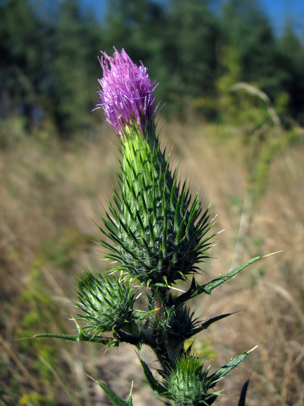 Image of Cirsium vulgare specimen.