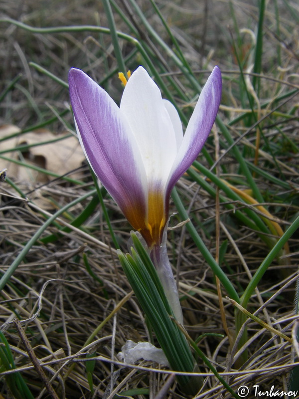 Image of Crocus tauricus specimen.