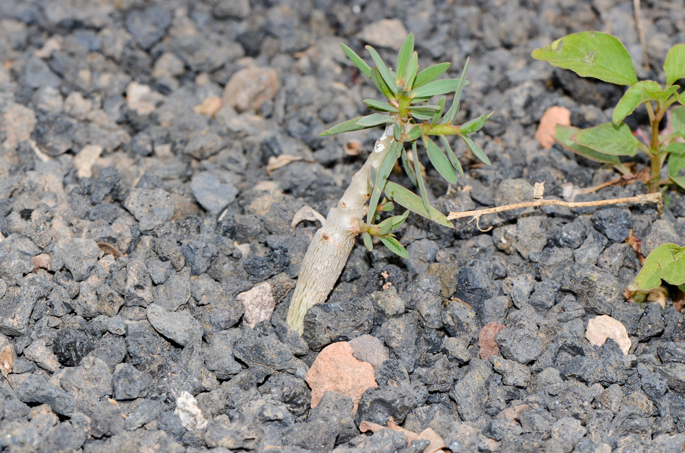 Image of Euphorbia balsamifera specimen.