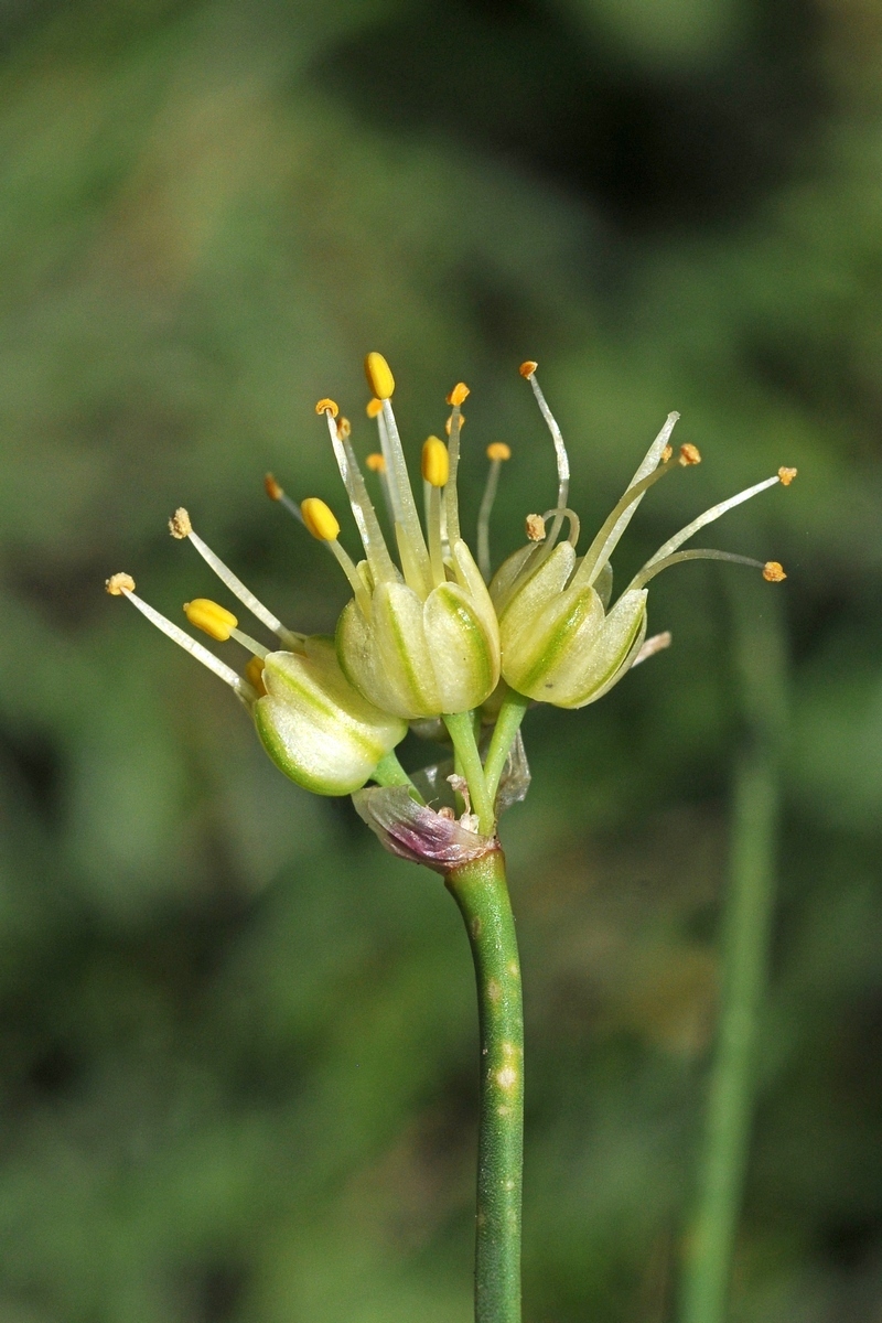 Image of Allium tianschanicum specimen.