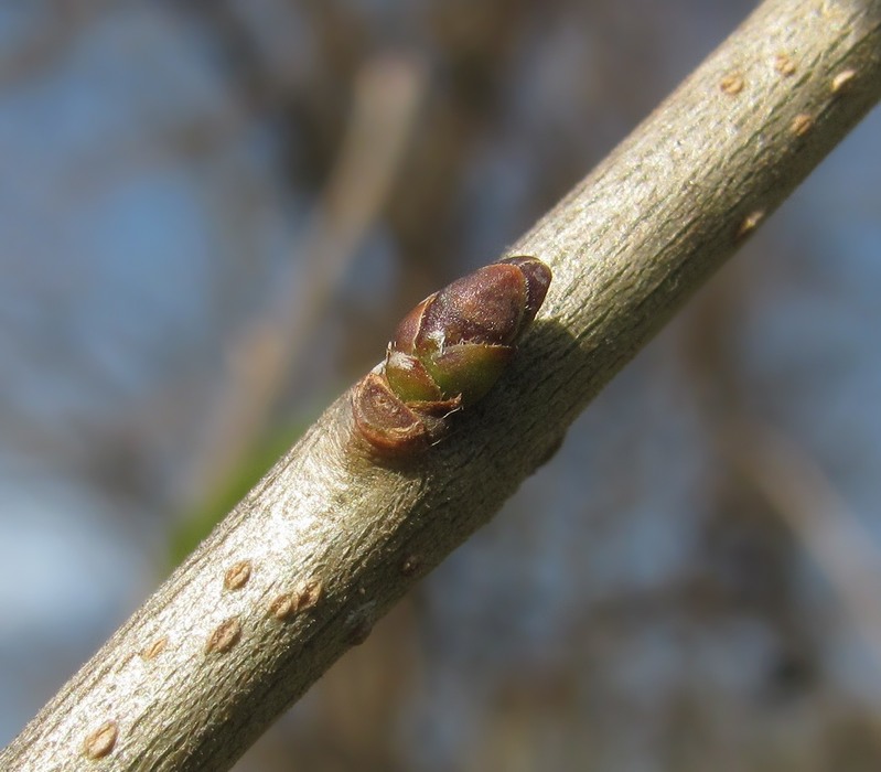 Image of Ligustrum vulgare specimen.