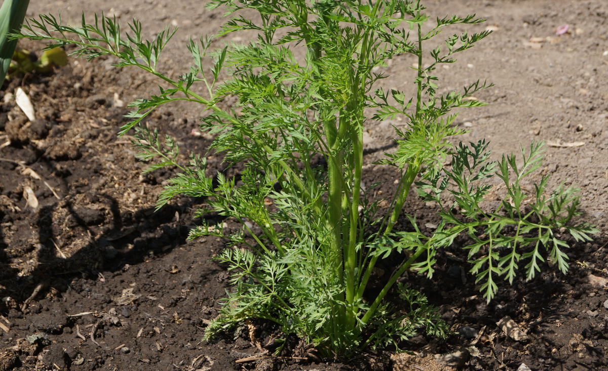 Image of Daucus sativus specimen.