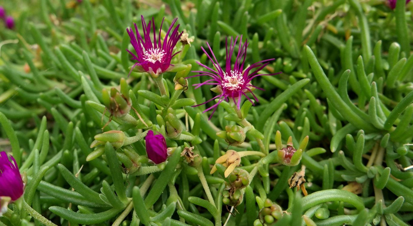 Image of Delosperma cooperi specimen.