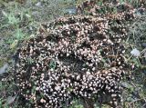 genus Peltigera. Слоевище с очень большим генеративным усилием (количеством апотециев). Архангельская обл., урочище Куртяево, на заброшенной лесной дороге. 18.08.2008.