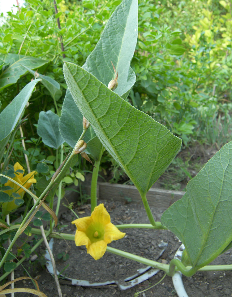 Изображение особи Cucurbita foetidissima.