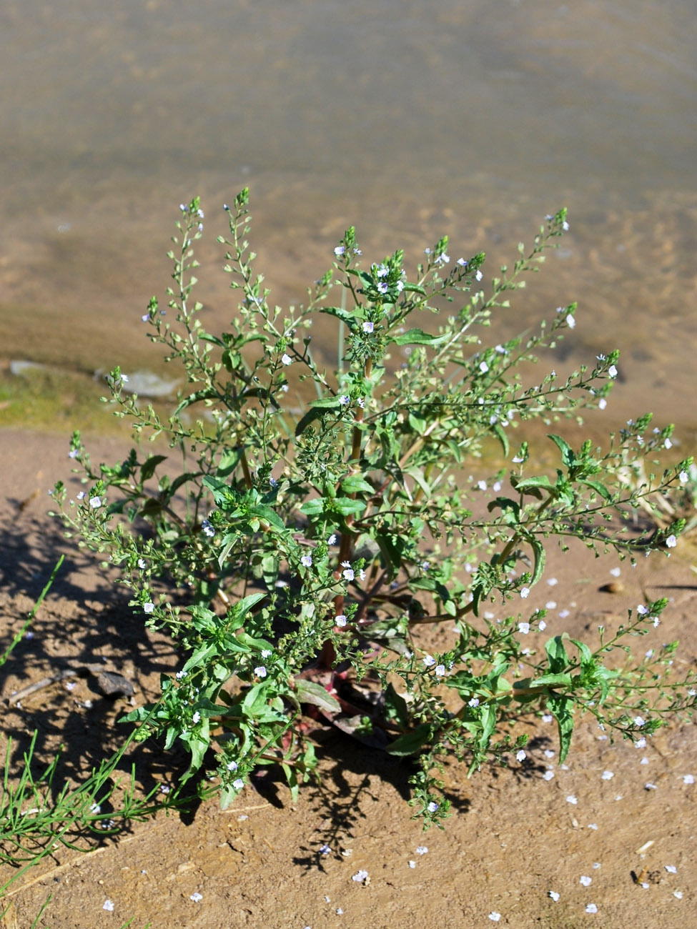 Изображение особи Veronica oxycarpa.