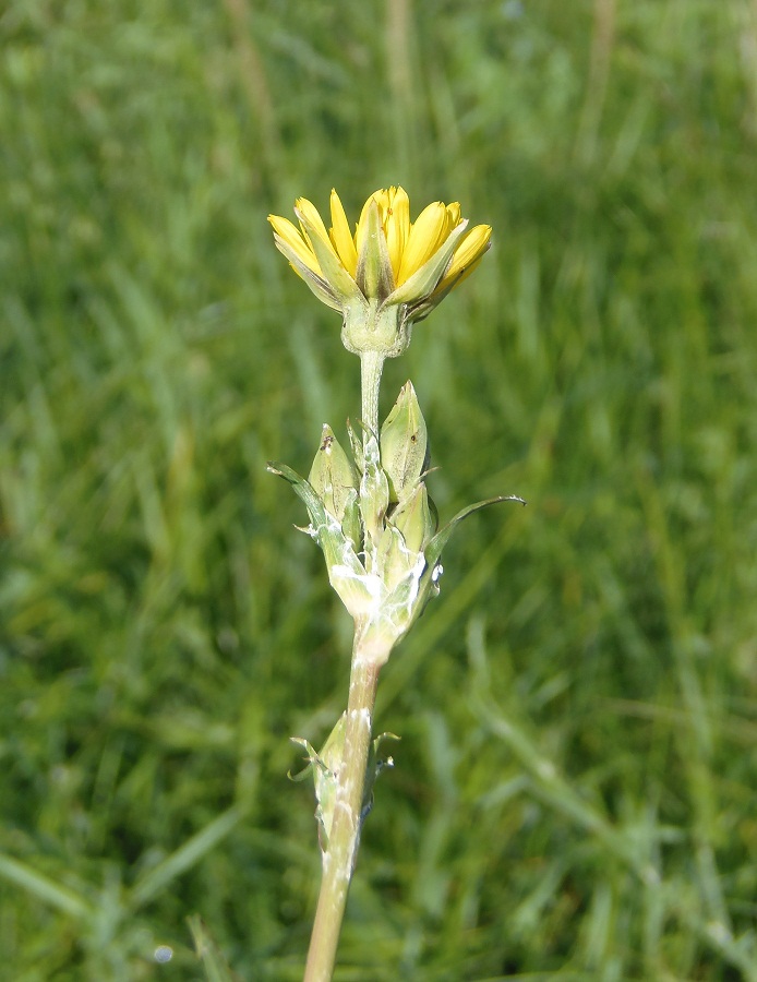 Изображение особи Tragopogon dasyrhynchus.